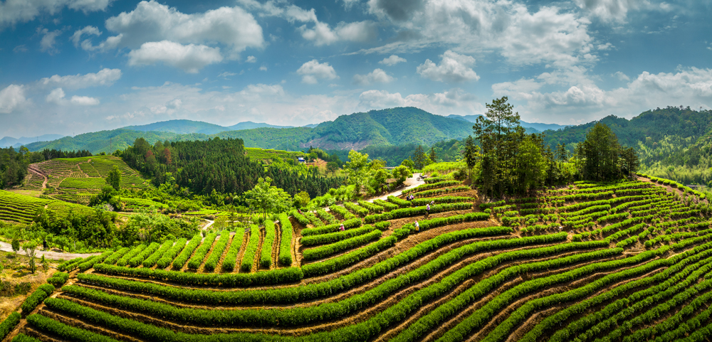《大会茶园》华荣丽.jpg